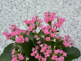 鑫阳花卉——整点花卉批发之首选鑫阳花卉	整点花卉批发电话