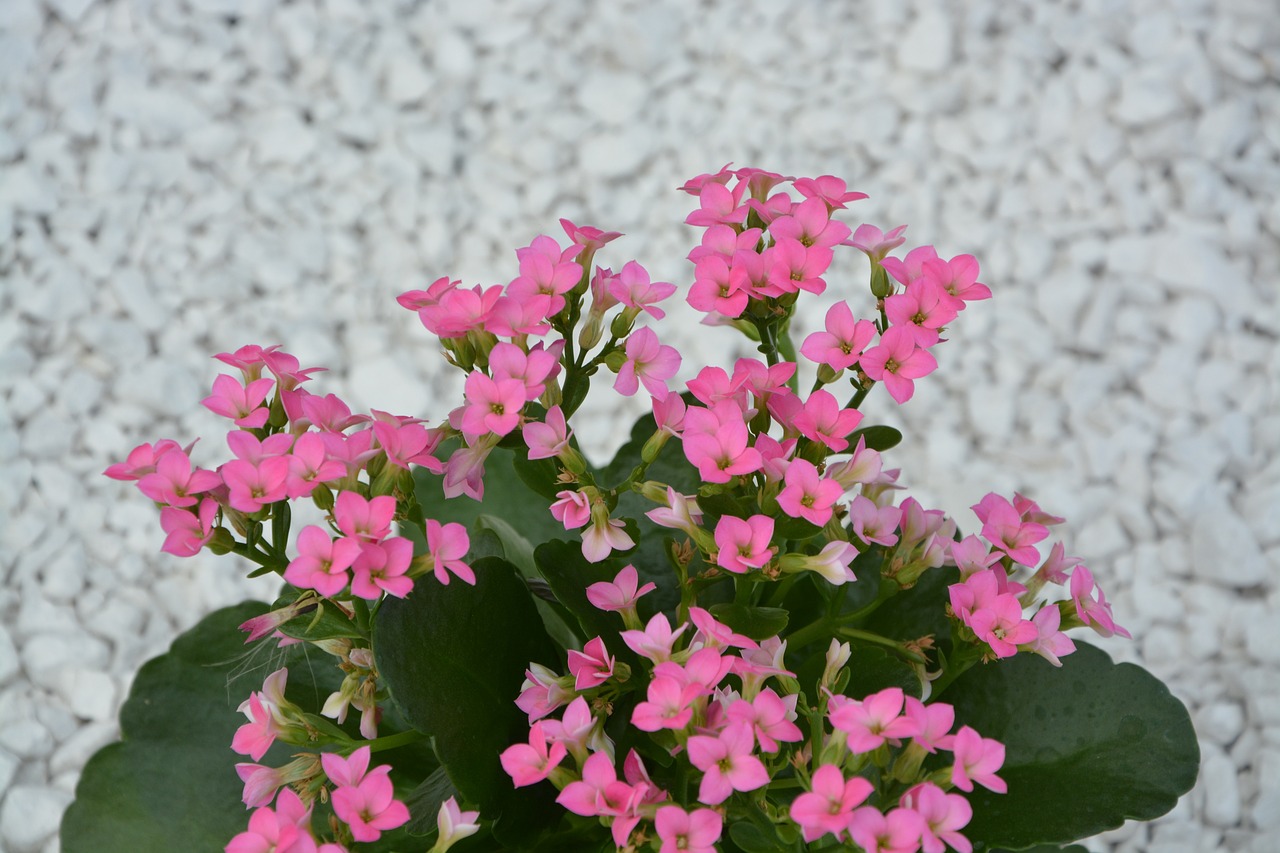 鑫阳花卉——整点花卉批发之首选鑫阳花卉	整点花卉批发电话  第1张